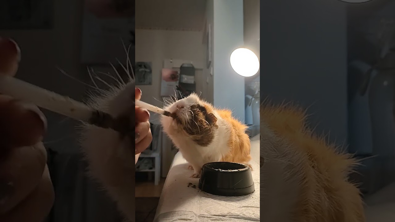 Some curiosity about guinea pigs - eating from bowls