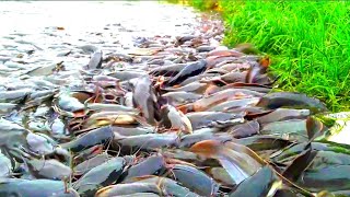 Hybrid Magur Fish Farming In India|| Million Catfish Eating Food In Pond || Part 36