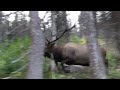 Archery Elk hunting!