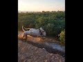 Dogos Mud A Perfect Match Dogoargentino Playtime Mud Bath Exercise