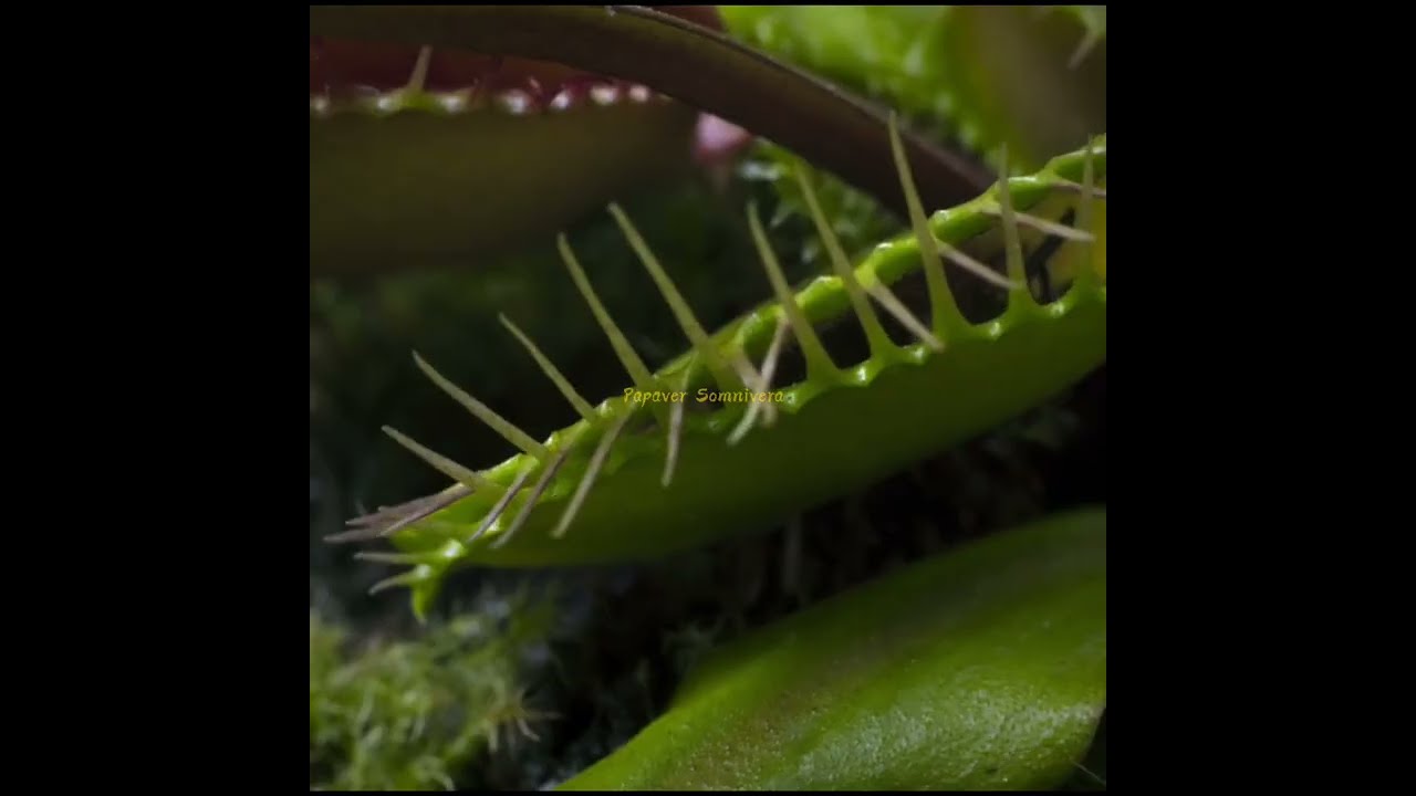 Venus Flytrap, salah satu tumbuhan paling unik di dunia flora.