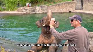 The Battle for Survival: Efforts to Protect the African Elephant from Extinction