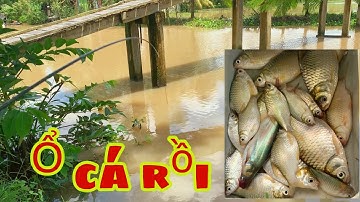 Câu Cá Mè Vinh Mùa Nước Nổi - Giật Cá Liên Tục Nữa Rồi || Fishing - Miền Tây