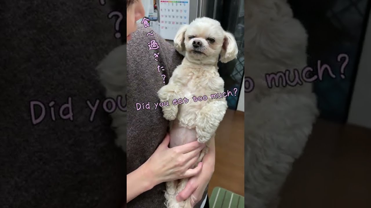 Dog Eating Too Much 食べ過ぎた犬 関西弁でしゃべる犬 Dog Talking In Kansai Dialect 155 Shorts Youtube Dog Eating Too Much 食べ過ぎた犬 関西弁でしゃべる犬 Dog Talking In Kansai Dialect 155 Shorts Youtube