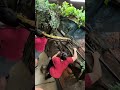 Cleaning The Most Defensive Snakes Enclosure!