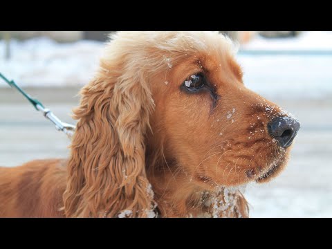 კოკერ სპანიელი | Cocker Spaniel| ტოპ არხი