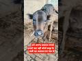 😊हमारी भैंस का बच्चा🫰 hamari bhains ka#funnymoment #comedymoments #biglaughs #alwayslaughing