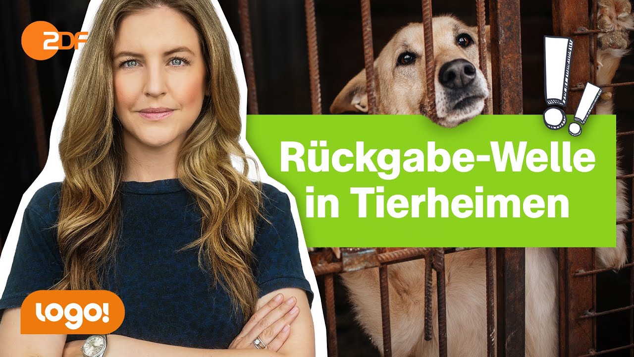 Hund Ja Oder Nein Test Hund ja oder nein? DAS solltest Du wissen, bevor Du Dir einen Hund