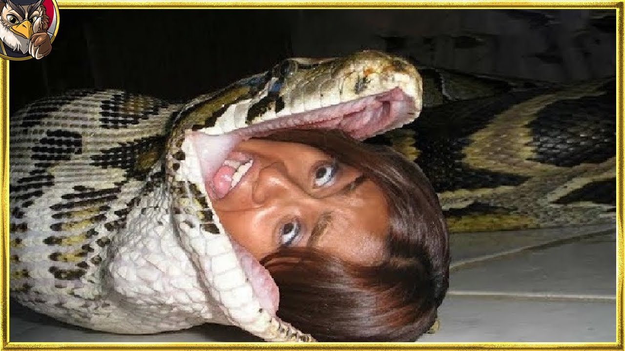 動物が飲み込んだ奇妙なもの20