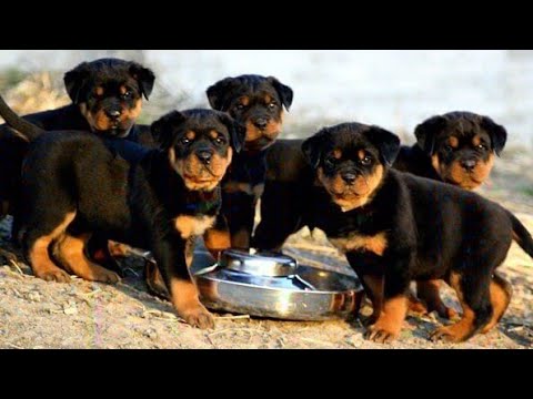 Rottweiler Puppy For Sale (Bijnor Up) - Youtube