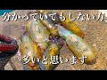【エギング】ボトムでは警戒心が薄く活性が高く感じます