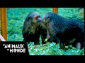 L'image du miroir - le singe - Fous d'animaux