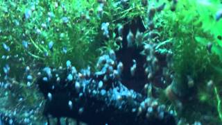 サカマキガイ 逆巻貝 驚異の繁殖力 Youtube サカマキガイ 逆巻貝 驚異の繁殖力 Youtube