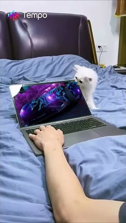 cat bites screen