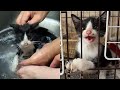 保護直後に洗われる&隔離中でも元気いっぱいな新入り子猫キーくん!