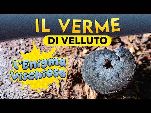 The Velvet Worm: The Sticky Enigma ► Episode 268