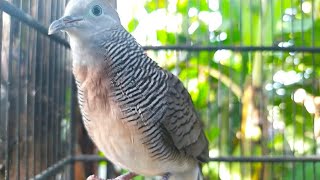 𝙋𝙖𝙣𝙘𝙞𝙣𝙜𝙖𝙣 𝙋𝙚𝙧𝙠𝙪𝙩𝙪𝙩 𝙎𝙄𝙇𝘼𝙉𝙂𝘼𝙉/𝘾𝙍𝙊𝙎𝙎𝙄𝙉𝙂 𝙂𝙖𝙘𝙤𝙧 𝙈𝙖𝙣𝙜𝙜𝙪𝙣𝙜 𝙙𝙞 𝙋𝙖𝙜𝙞 𝙃𝙖𝙧𝙞