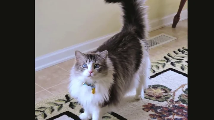 Watch the video about Willow the Ragdoll Cat AKA Willy Lo-Lo Memorial Video