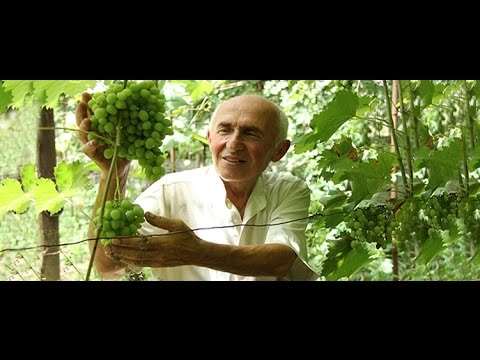 ნაბიჯი ბედნიერებისკენ - შოთა სეფერთელაძე #1