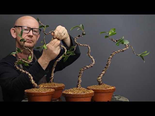 bonsai metasequoia glyptostroboides Metasequoia glyptostroboïdes main image 1