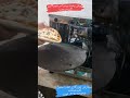 میدونی چطوری میشه پیتزا تو خونه پخت کرد حتما ببین