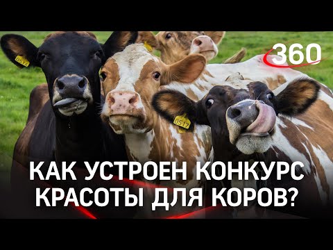 Лучшие телки Подмосковья - как устроен конкурс красоты для коров?