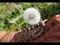 Nature stop motion film