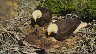 Sauces Bald Eagles - Channel Islands Cam 03-15-2018 15:14:59 - 16:15:00