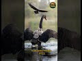 Cuando hay peligro, el cisne negro convierte su espalda en refugio. #aves #birds #viral #reels