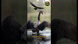 Cuando hay peligro, el cisne negro convierte su espalda en refugio. #aves #birds #viral #reels