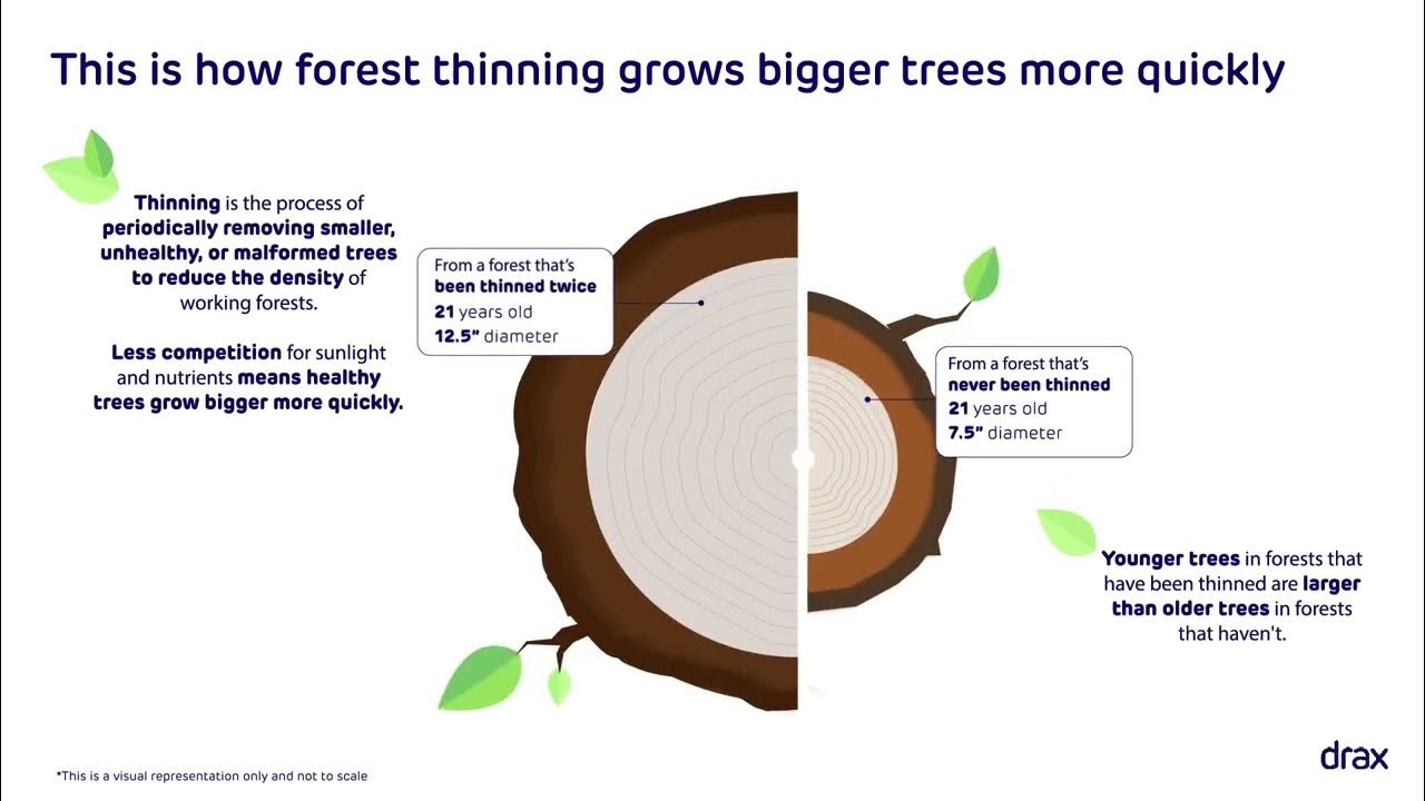 Forest thinning explained. 🌿🌲🌳 YouTube