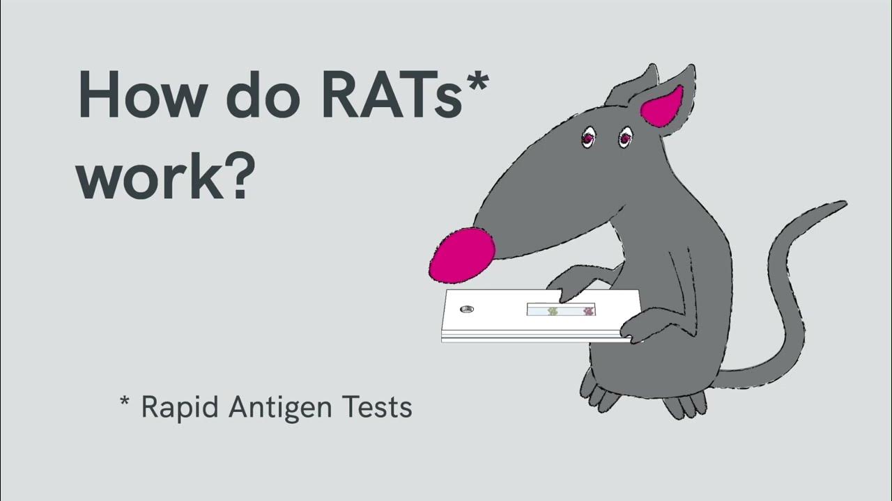 How do RATs work? Rapid Antigen Test explainer YouTube