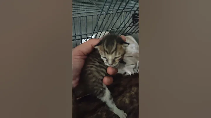 Video 5340011: kucing bengal mix