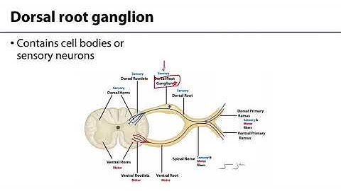 Back and Spinal Cord LO 7 - Spinal Nerves