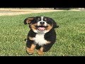 Bernese Mountain Dog Puppies Funny Compilation - Best of 2018