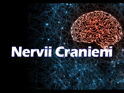 Nervii Cranieni - Scurta prezentare
