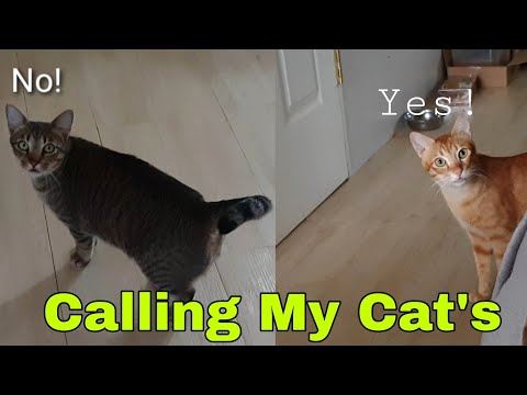 Videó: Ne hívd őket hűvös macskáknak: 10 macska neve a hanyatlásban