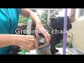 Aids for Hand Plucking Techniques - Cairn Terrier Grooming の動画、YouTube動画。