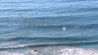 Flock of Seabirds + School of Fish = Pandemonium!
