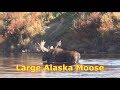 Large Alaska Moose Hunt at Clearwater Alaska Outfitters