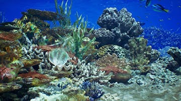 Dive into a virtual coral kingdom