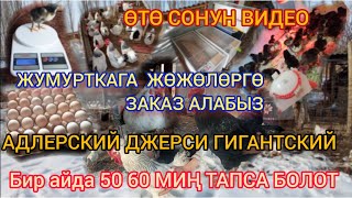 ӨТӨ СОНУН ВИДЕО ЧЫКТЫ АЙЫНА 50 60 МИН ТАПСА БОЛОТ ТООК БИЗНЕС НООКАТ КЫРГЫЗ -АТА