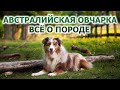 Австралийская Овчарка | Плюсы и минусы | Всё о породе