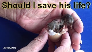 Baby chick stuck in the egg, how I help them out safely.