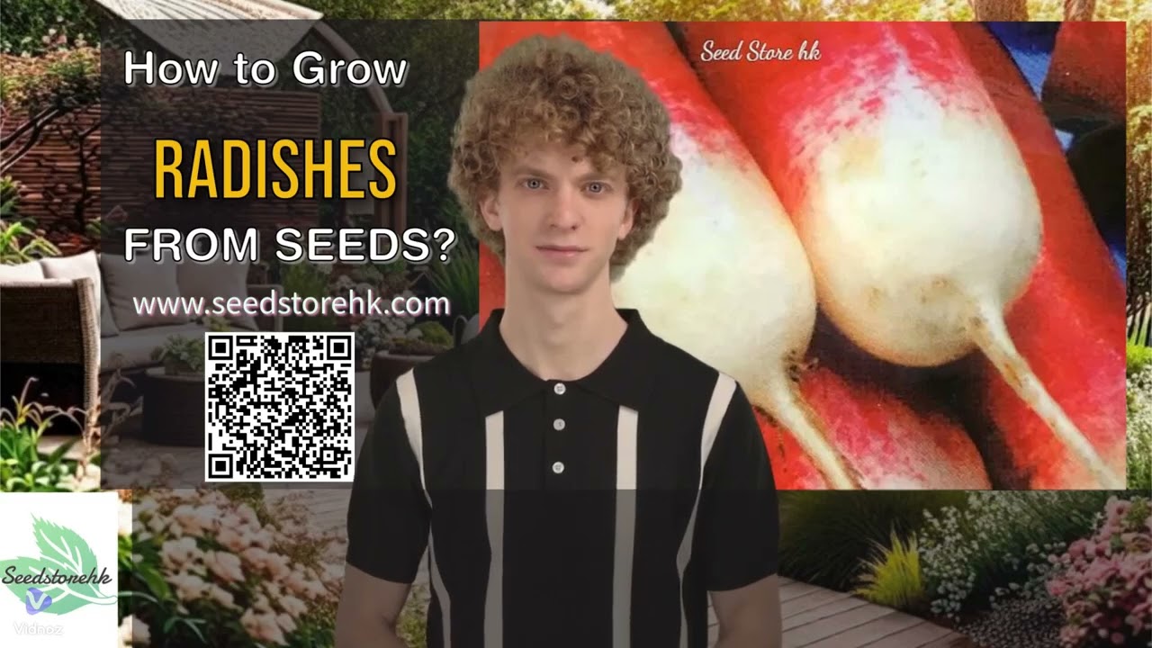 how to grow Radish from seeds ? sc027 * where buy seeds in hong kong ?
