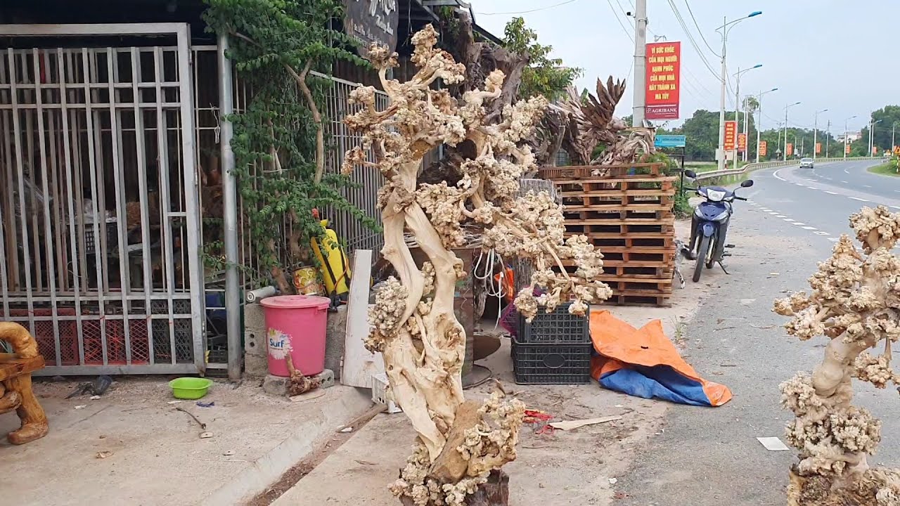Ngày31 /8: bonsai nu trường mật - Gỗ Lũa Hưng Lan... - youtube