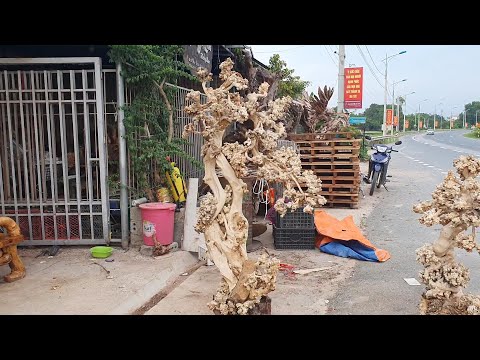 Video Ngày31 /8: bonsai nu trường mật - Gỗ Lũa Hưng Lan... - youtube