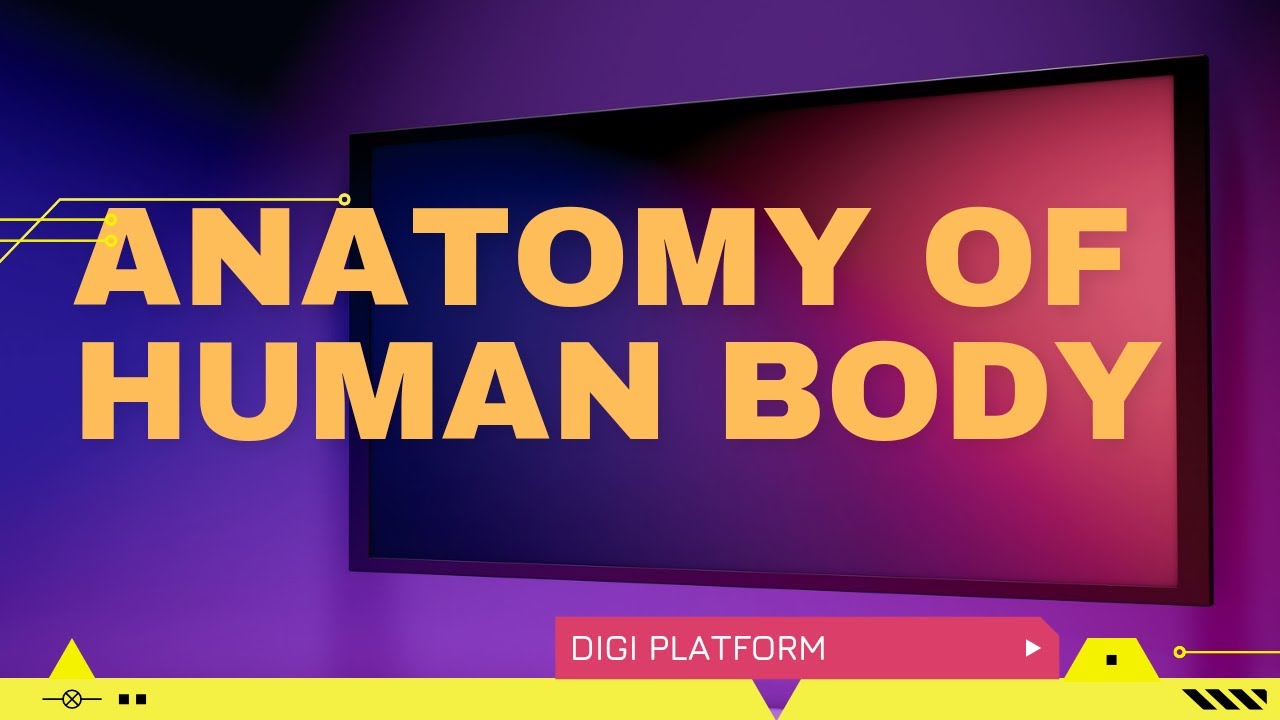 Organ Of the Human Body System (Anatomy And physiology) YouTube