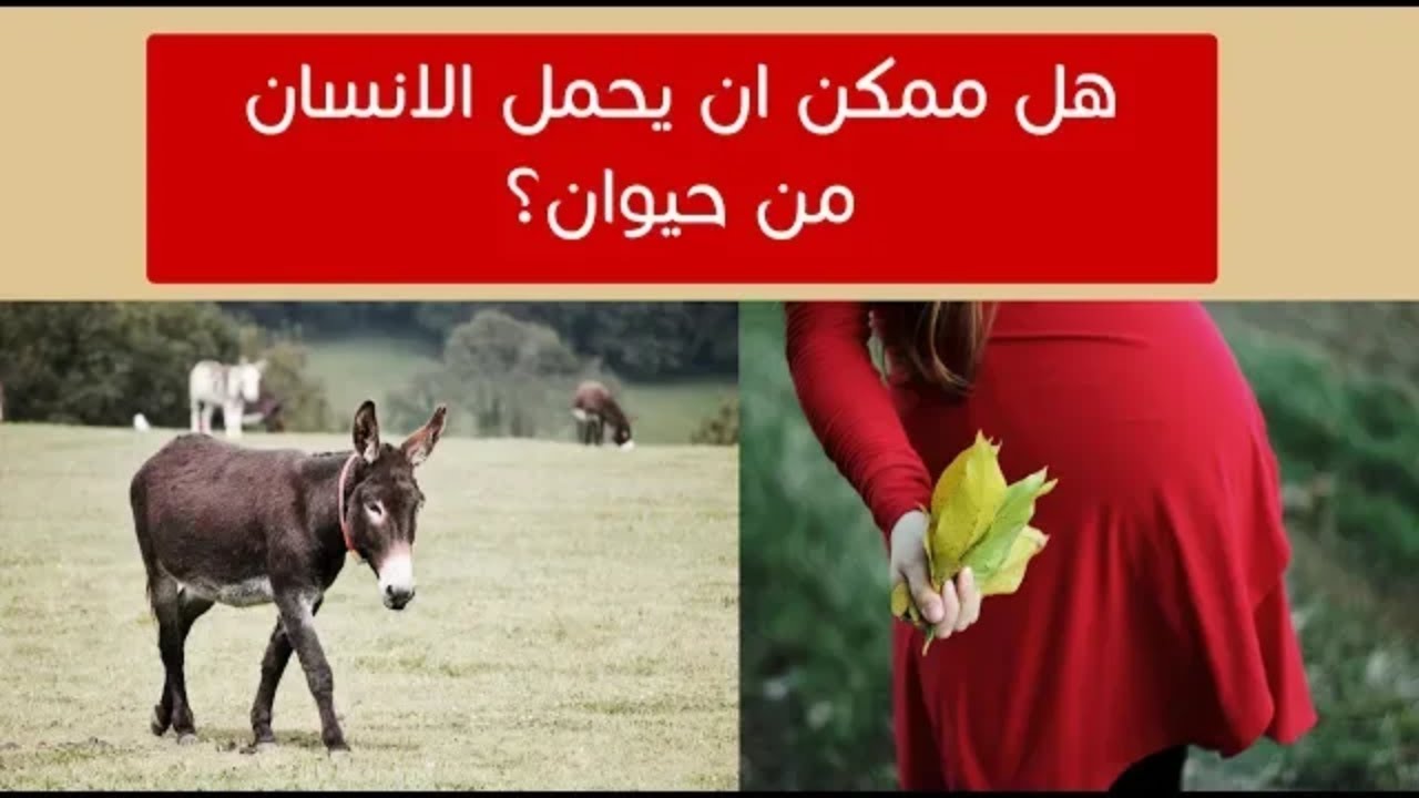 الانسان تزاوج ما هي