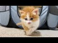 保護から1週間、子猫の今後について【子猫成長日記#6】